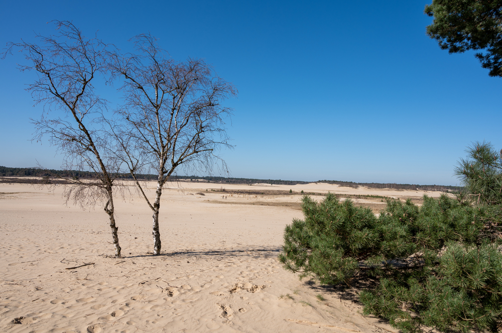 Loonse en Drunense Duinen Nederland natuurgebied shutterstock 1950367123, Te doen met kinderen in Noord-Brabant
