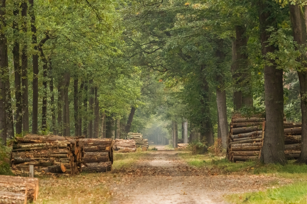 Mastbos Noord Brabant shutterstock 2695997565, Te doen met kinderen in Noord-Brabant