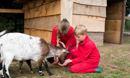 FarmCamps Op Flakkee