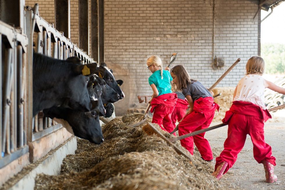 Farmcamps Op de Beemd 2, Molecaten Park Bosbad Hoeven