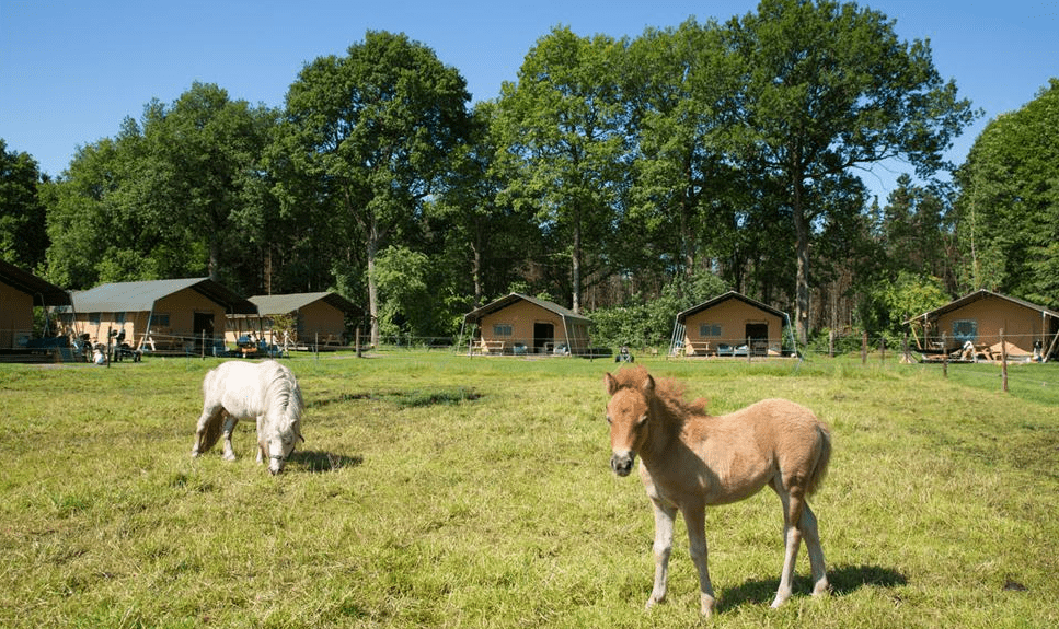 Farmcamps de Bosrand 1, Farmcamps de bosrand