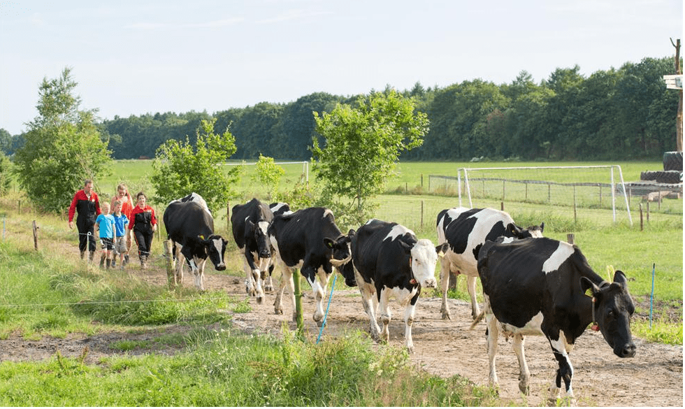 Farmcamps de Bosrand 2, EuroParcs Ruinen