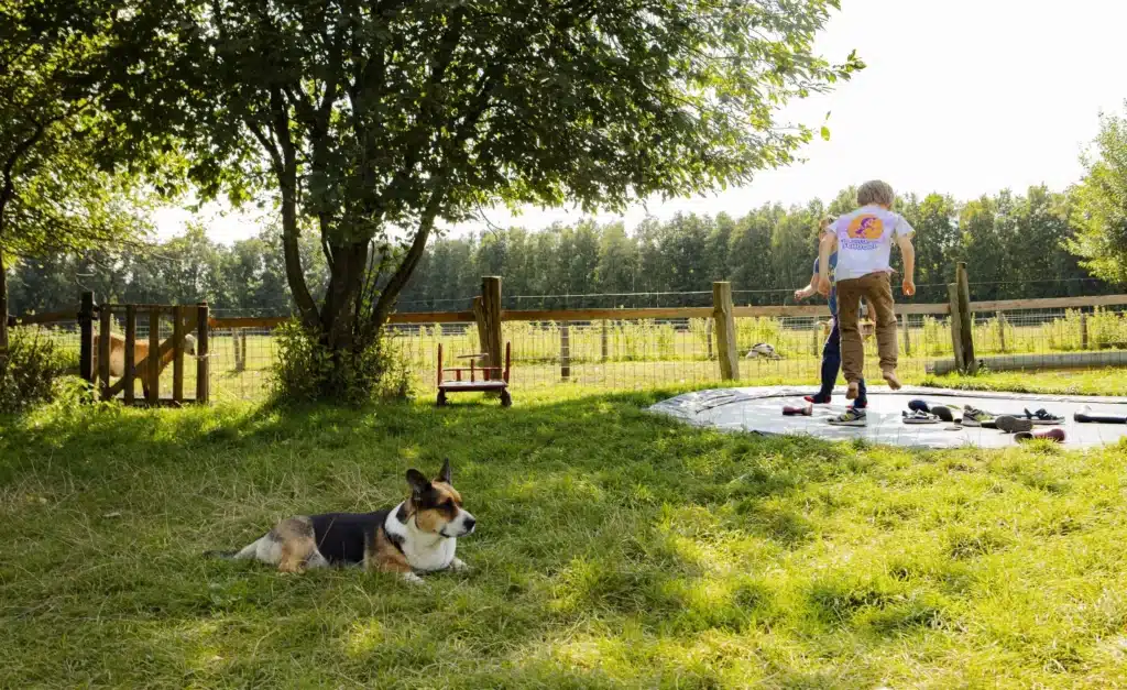 BoerenBed De Lange Weide – Dwingeloo, Boerencampings in Drenthe