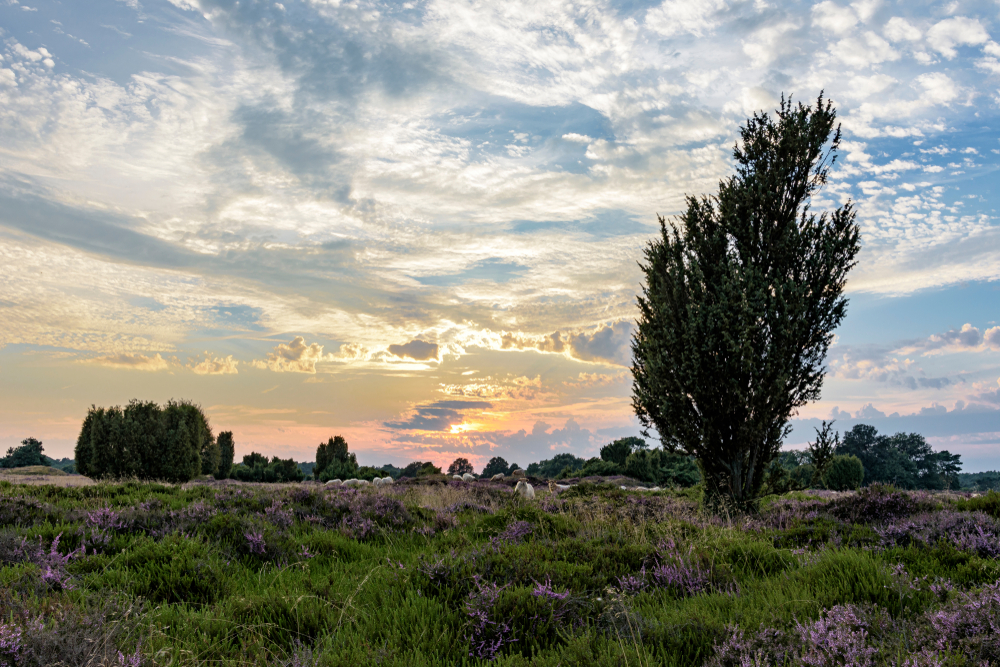 De Hondsrug Drenthe shutterstock 1414550588, Te doen met kinderen in Drenthe