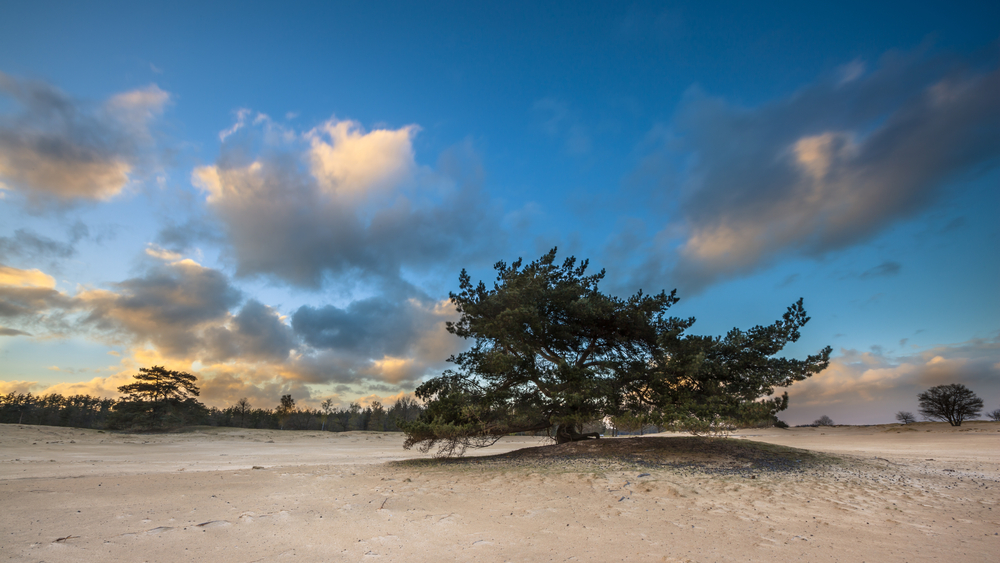 Drents Friese Wold Drenthe shutterstock 246798091, Te doen met kinderen in Drenthe