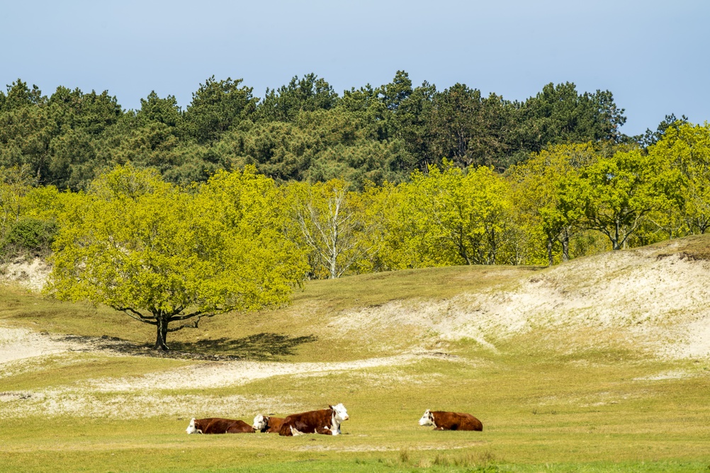 Oranjezon Zeeland shutterstock 2772818049, zeeland met kinderen