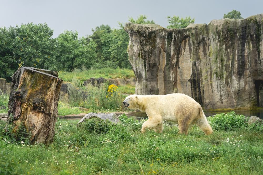 Diergaarde Blijdorp Rotterdam Dierentuinen Nederland shutterstock 2065950212, wat te doen met kinderen in Rotterdam