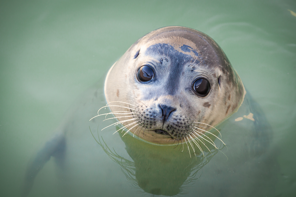 Ecomare Texel shutterstock 1661404396, te doen met kinderen in Noord-Holland